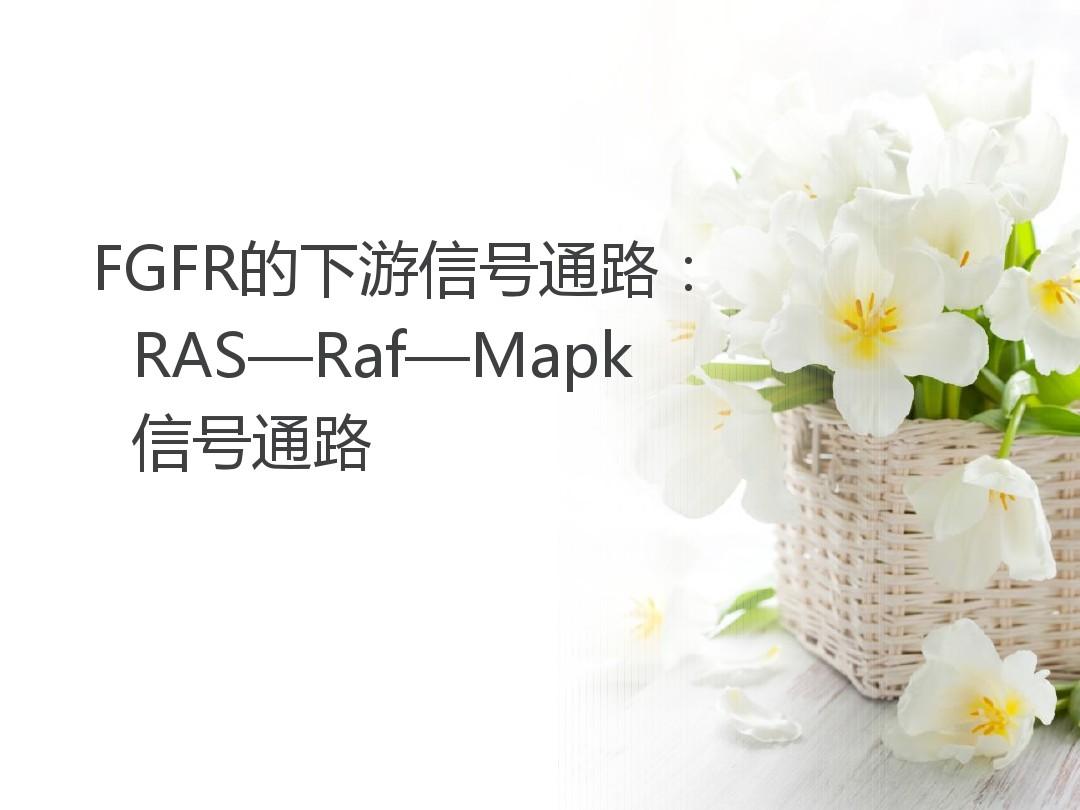 RAS—Raf—Mapk信号通路资料