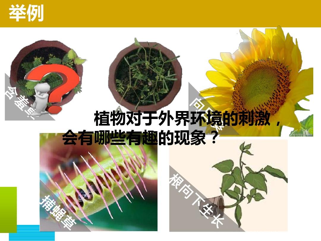 浙教版八年级科学上册3.1《植物生命活动的调节》精品课件 (共26张PPT)