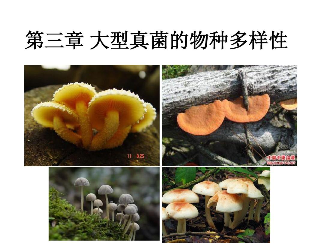 第3章 中国大型真菌的物种多样性