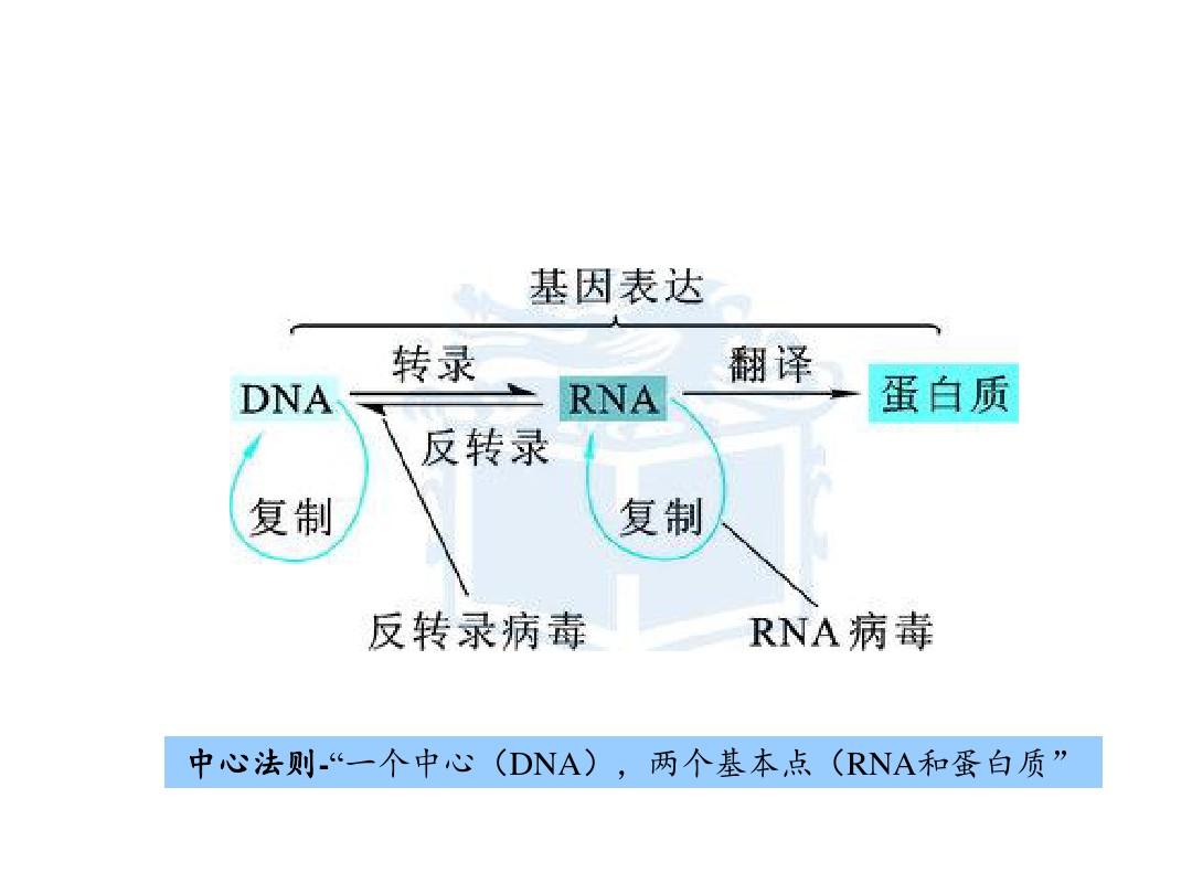 【管理资料】生物竞赛-生物化学-36DNA转录-顶级资源《生物化学原理(第二版)(三)》(62张PPT)汇编