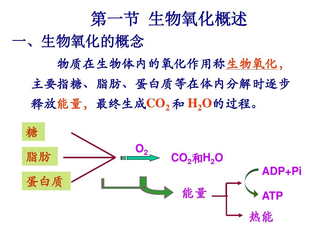 需氧脱氢酶类三、过氧化物酶体中的氧化酶类四
