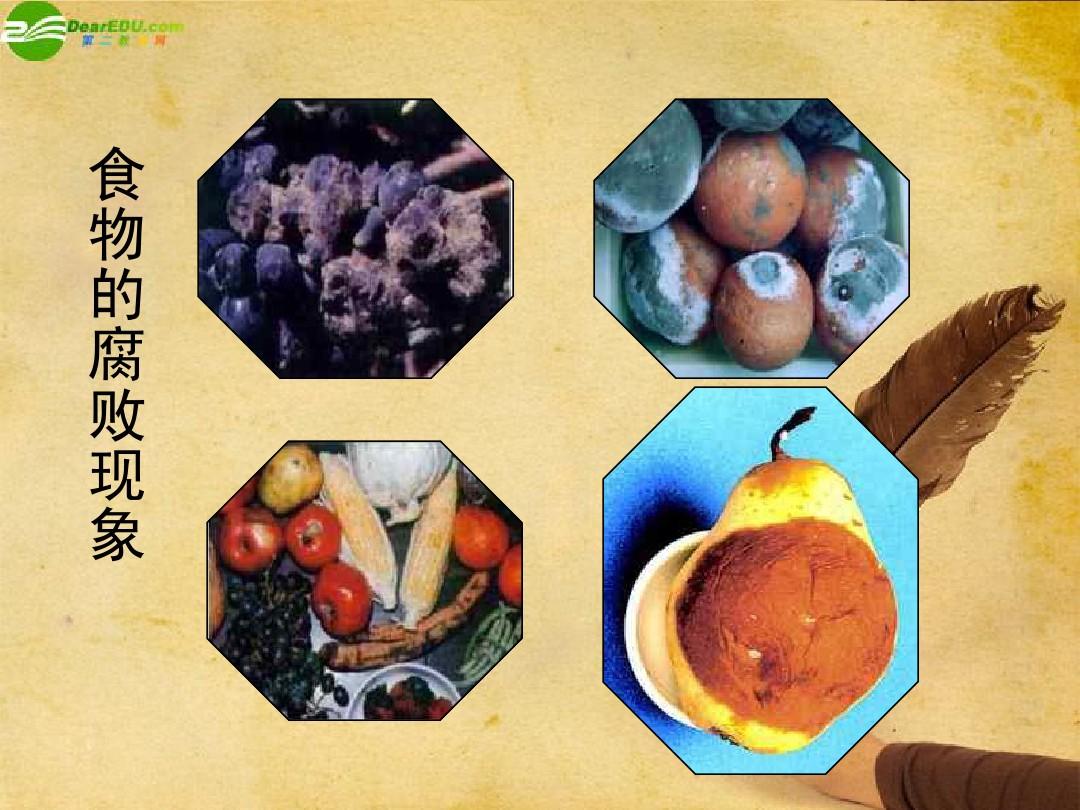 八年级生物上册_细菌和真菌在自然界中的作用课件_人教新课标版 2