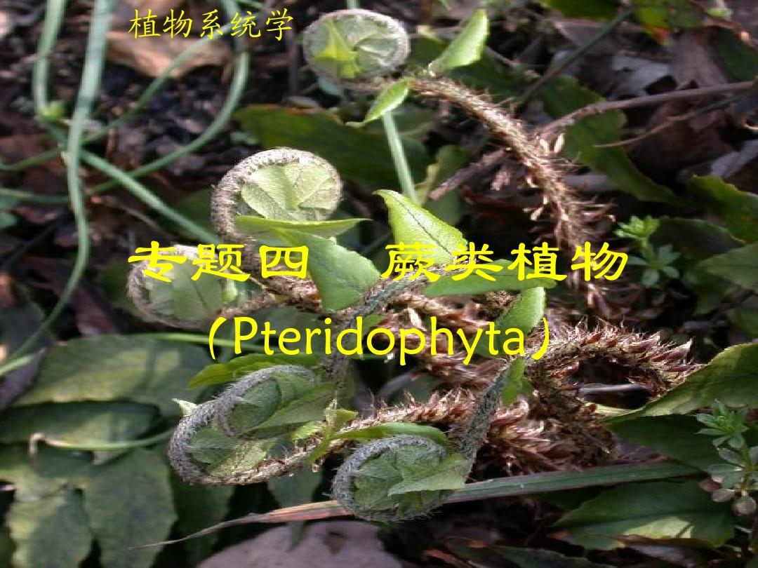 植物分类学-蕨类植物