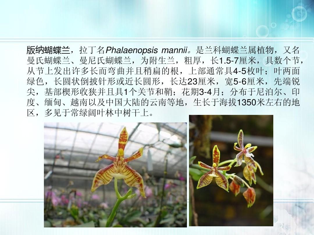 蝴蝶兰品种分类