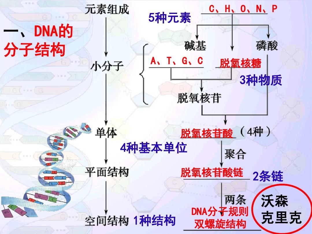 2016生物一轮复习17DNA的分子结构复制与基因的本质