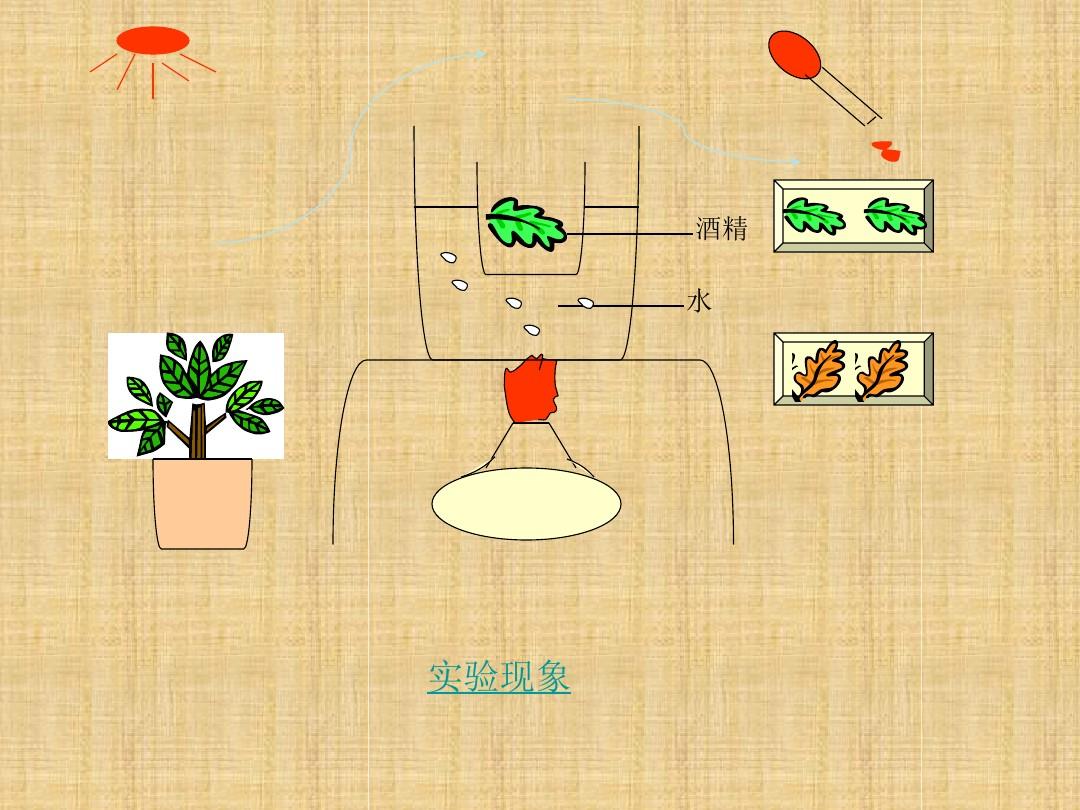 植物的光合作用PPT课件