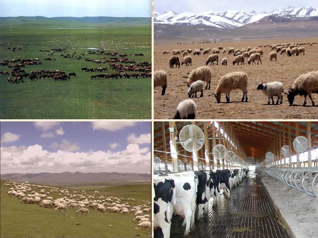 归纳大牧场放牧业这种农业地域类型的区位条件