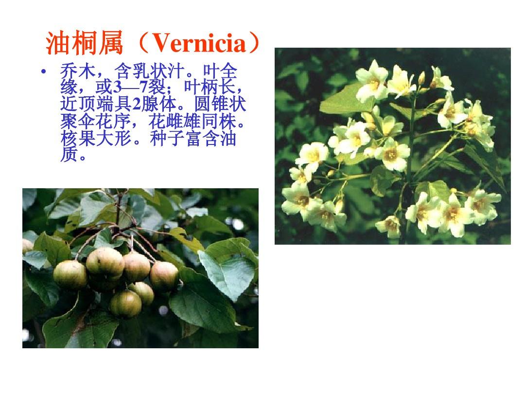 大戟科(Euphorbiaceae)