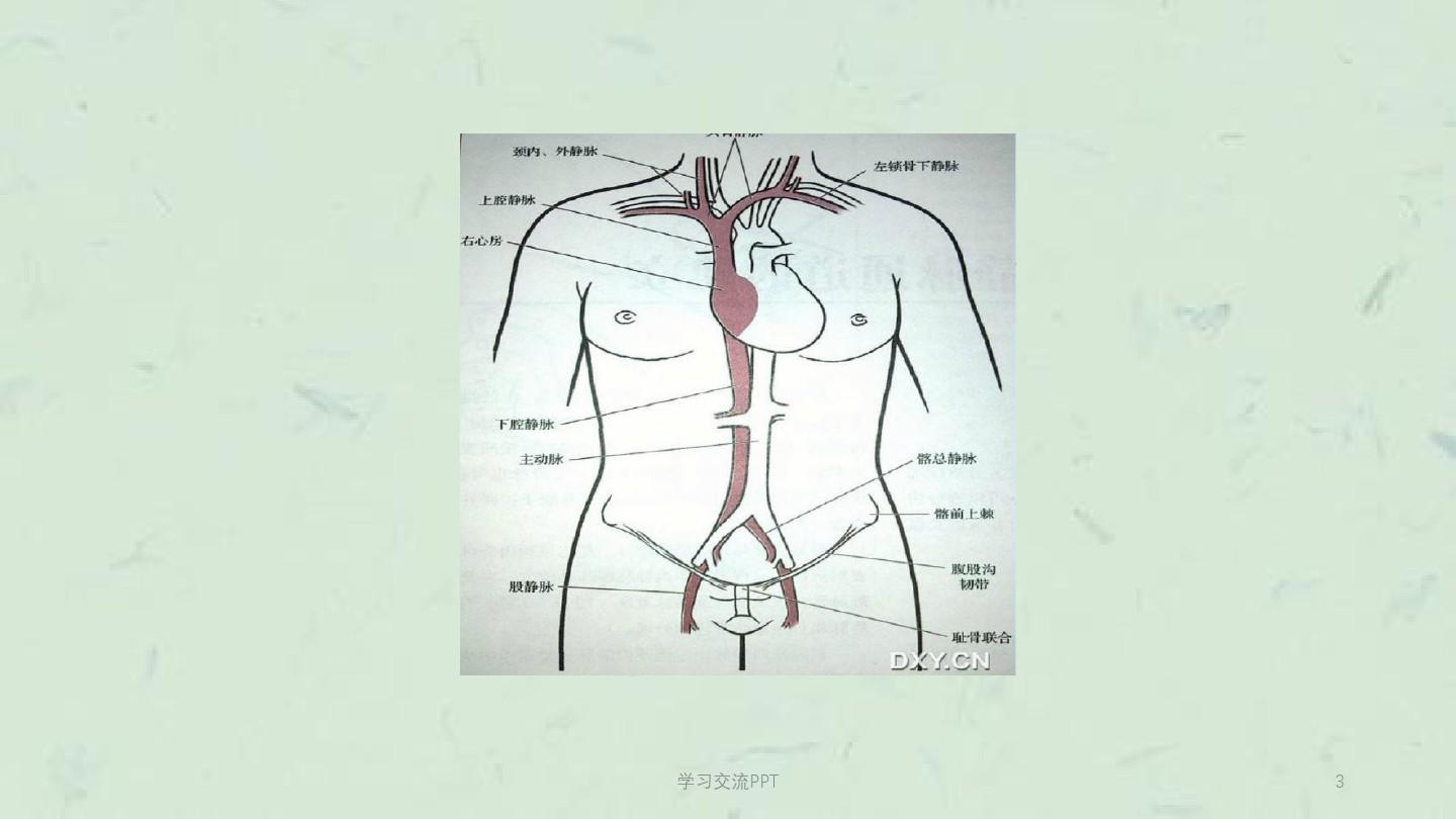 深静脉穿刺置管术(颈内、锁骨下、股静脉)含解剖图谱课件