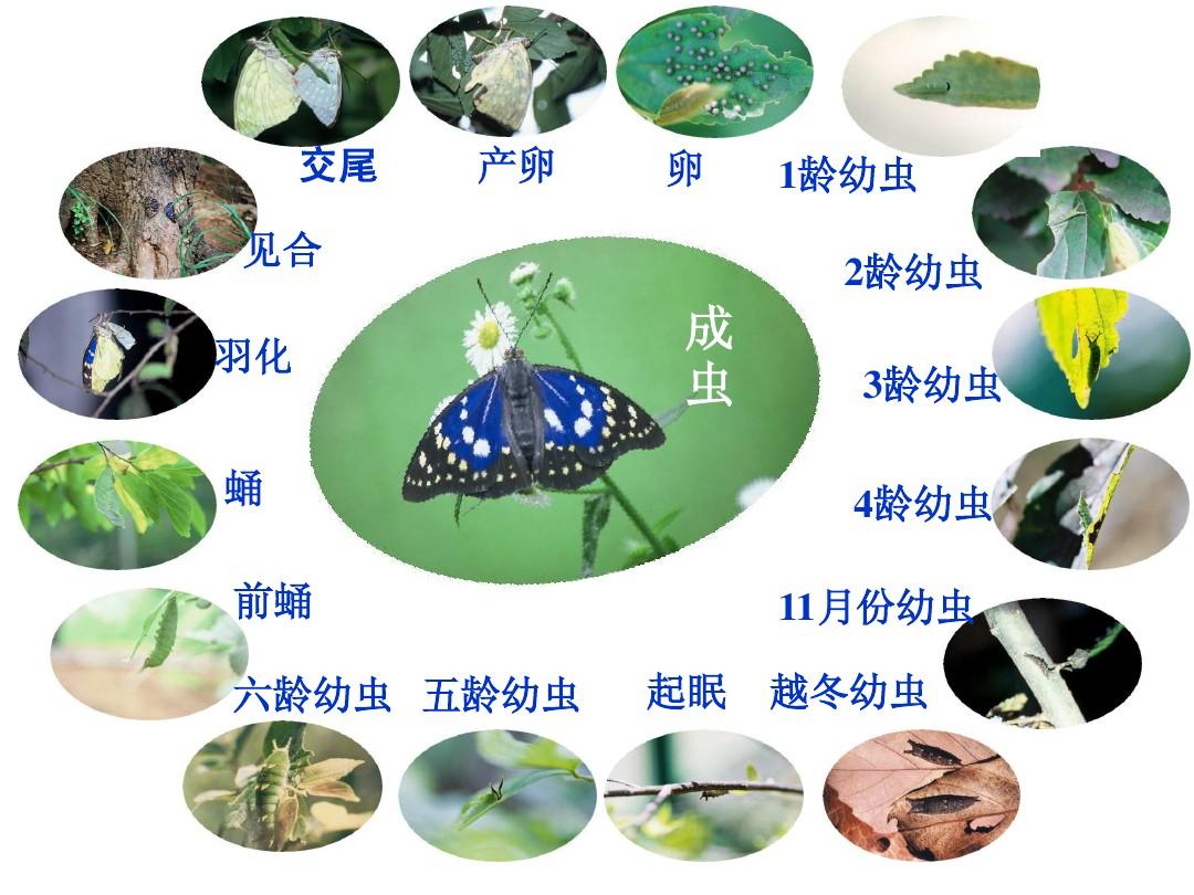 八年级生物下册第七单元第一章第二节 昆虫的生殖和发育.ppt
