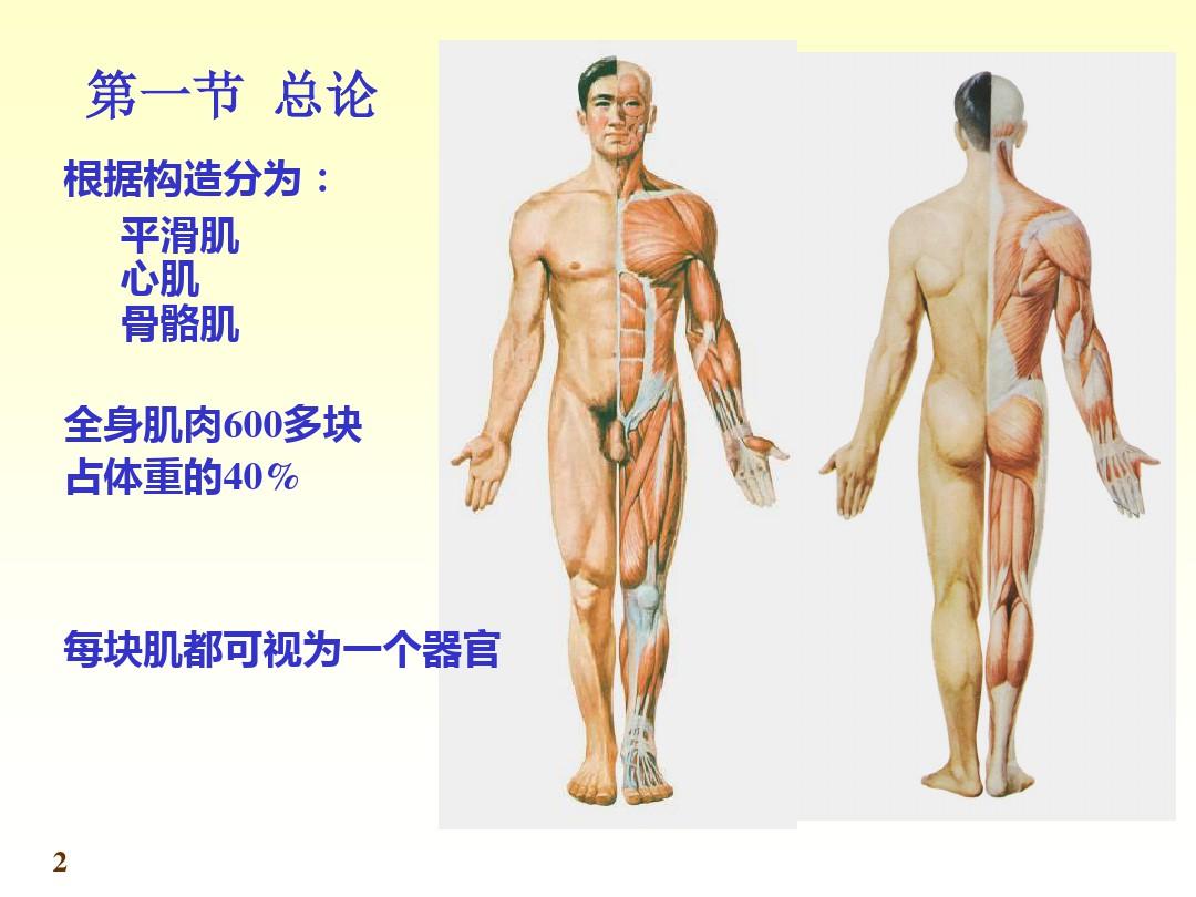 解剖学-肌肉学