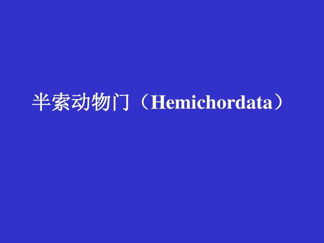 半索动物门(Hemichordata)16