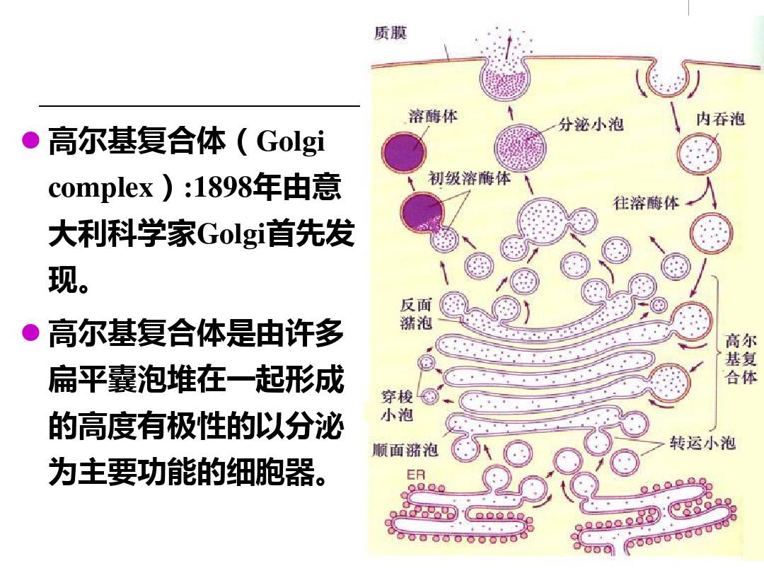 细胞生物学-高尔基体