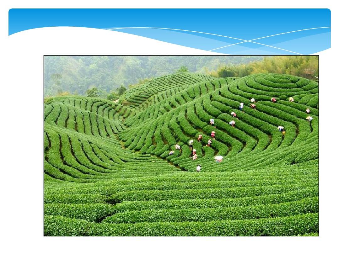 茶树栽培学-4