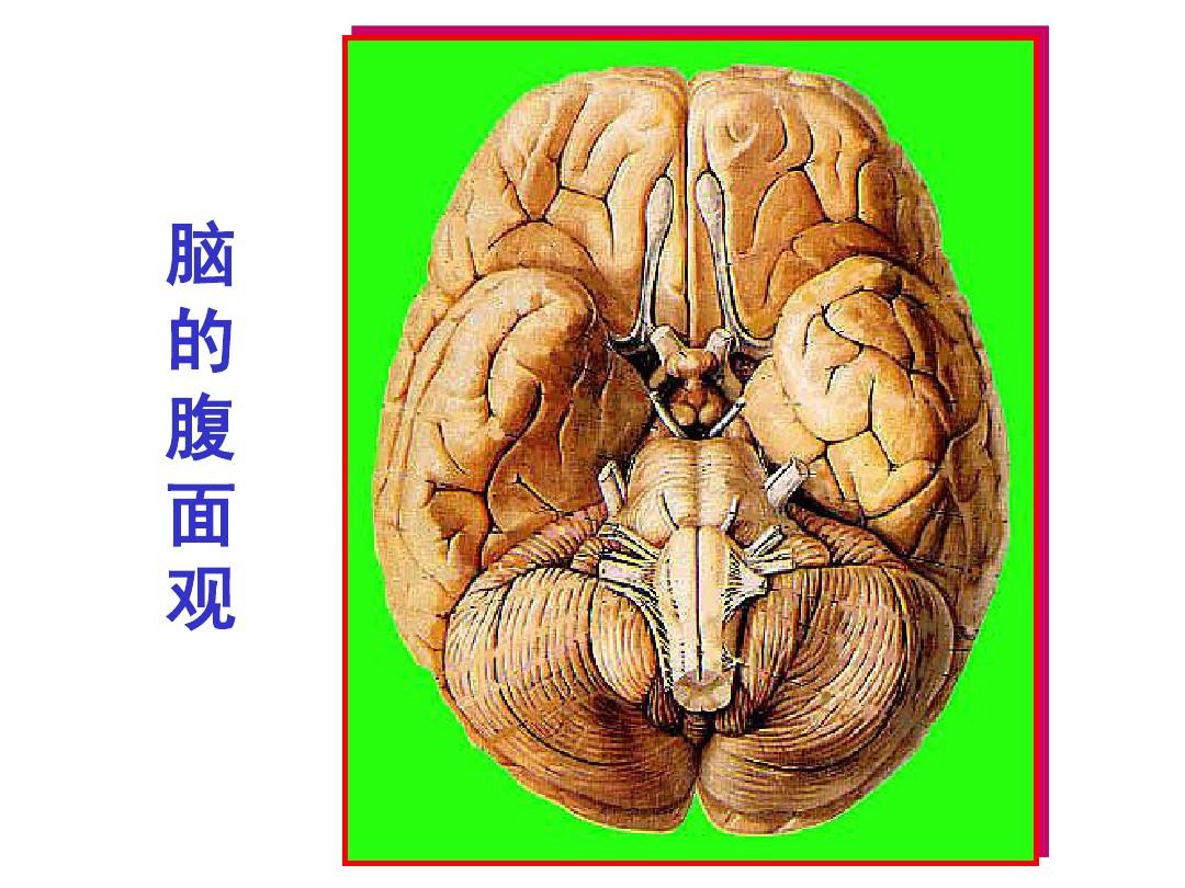 脑干内部结构：脑神经、非脑神经核团