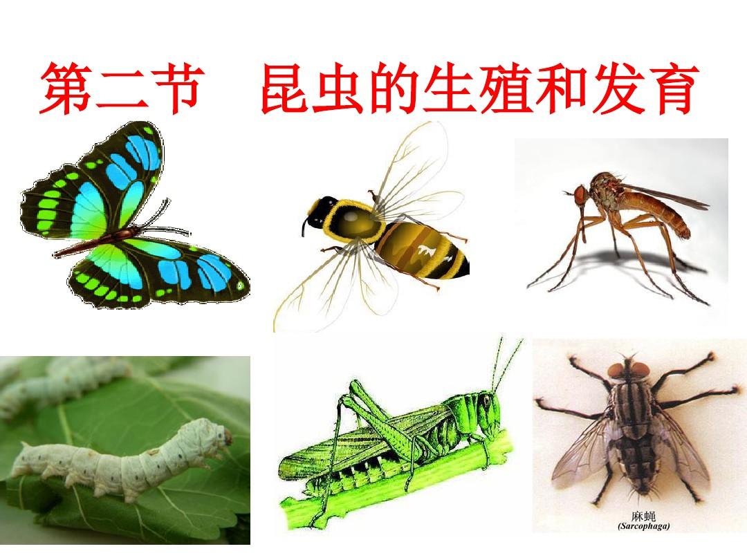 昆虫的生殖和发育