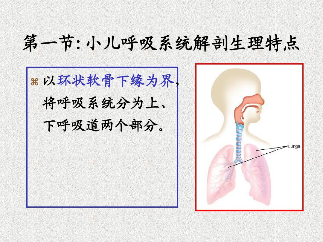 呼吸系统解剖生理特点