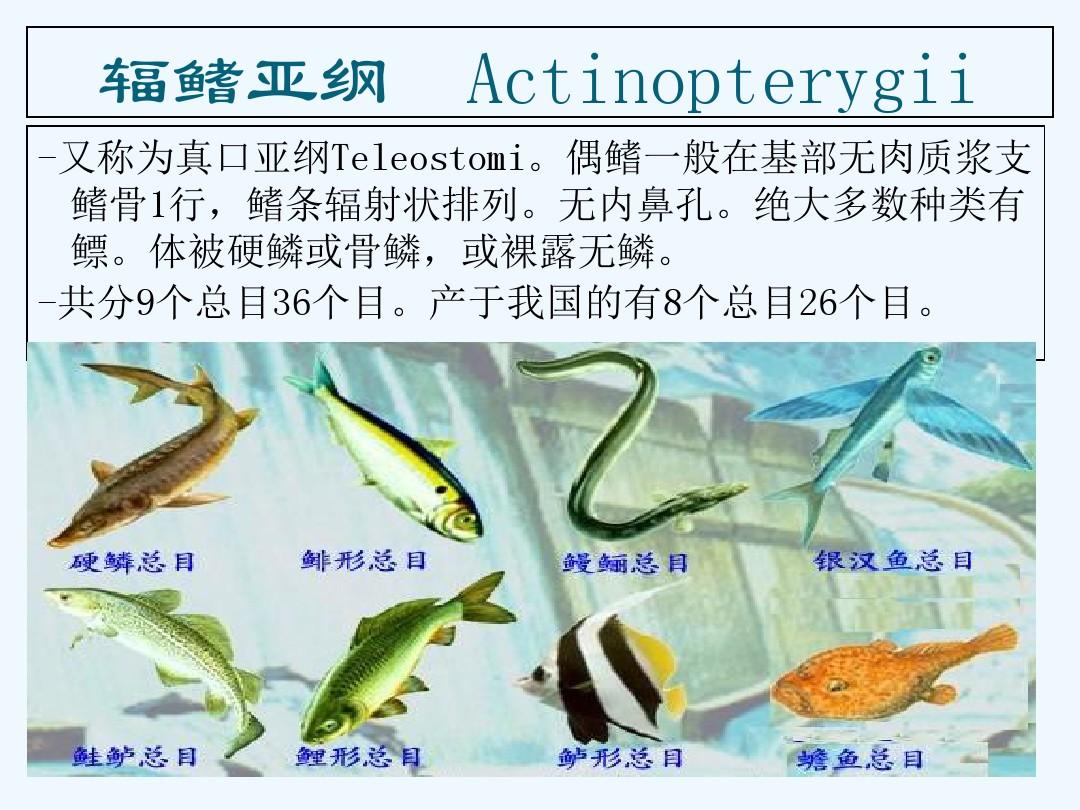 鱼类分类
