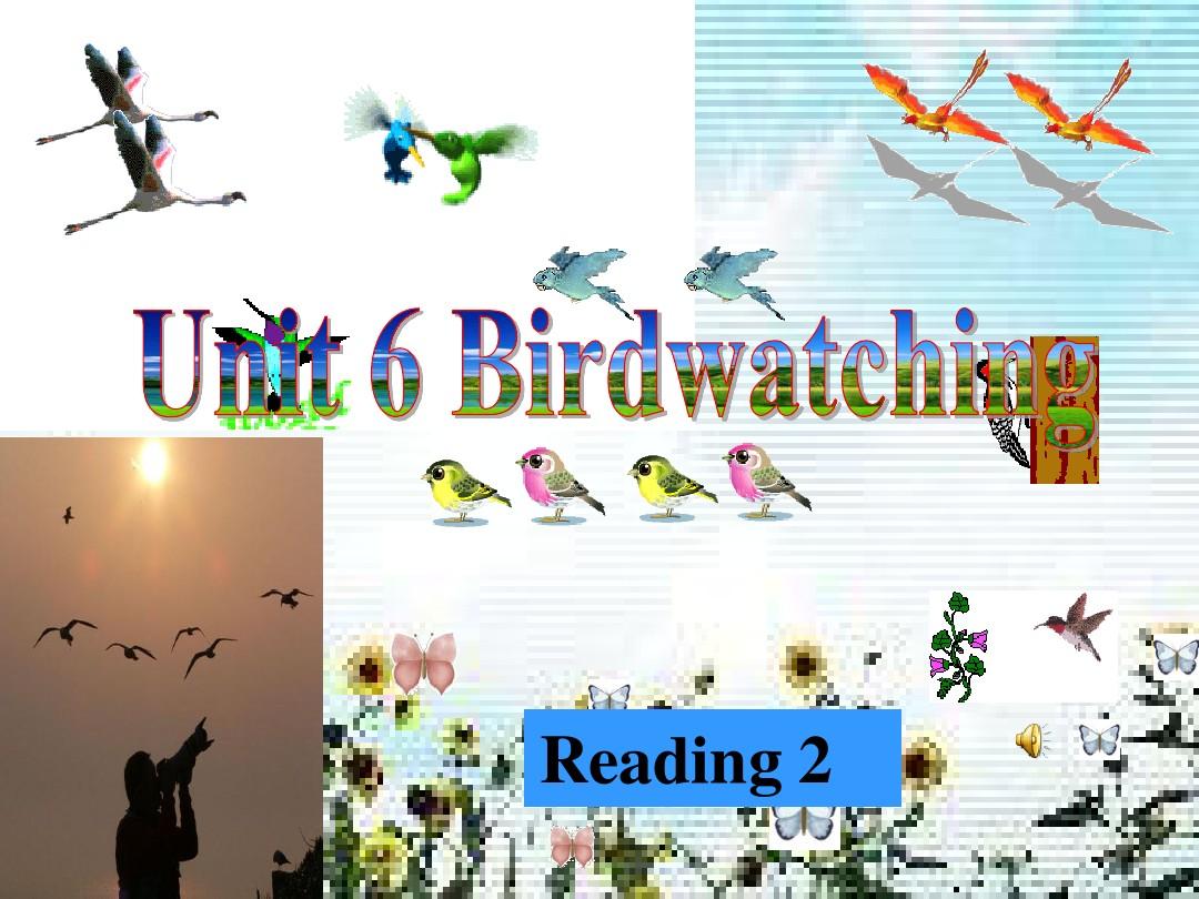 牛津英语 Unit 6 Birdwatching Reading 2