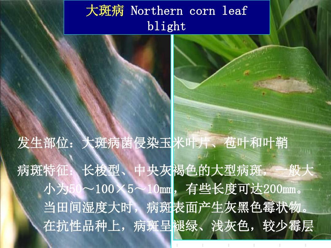 玉米常见病虫害及防治PPT课件