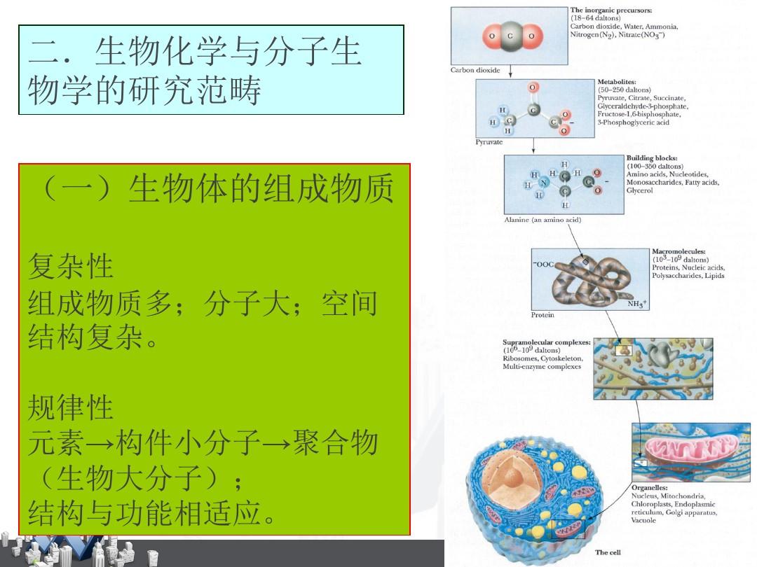 生物化学与分子生物学(全套课件127P)