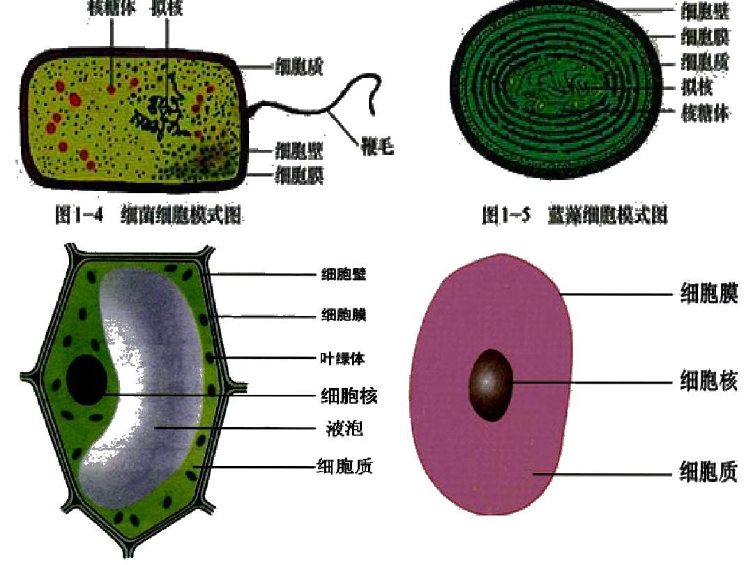 细胞膜和细胞壁