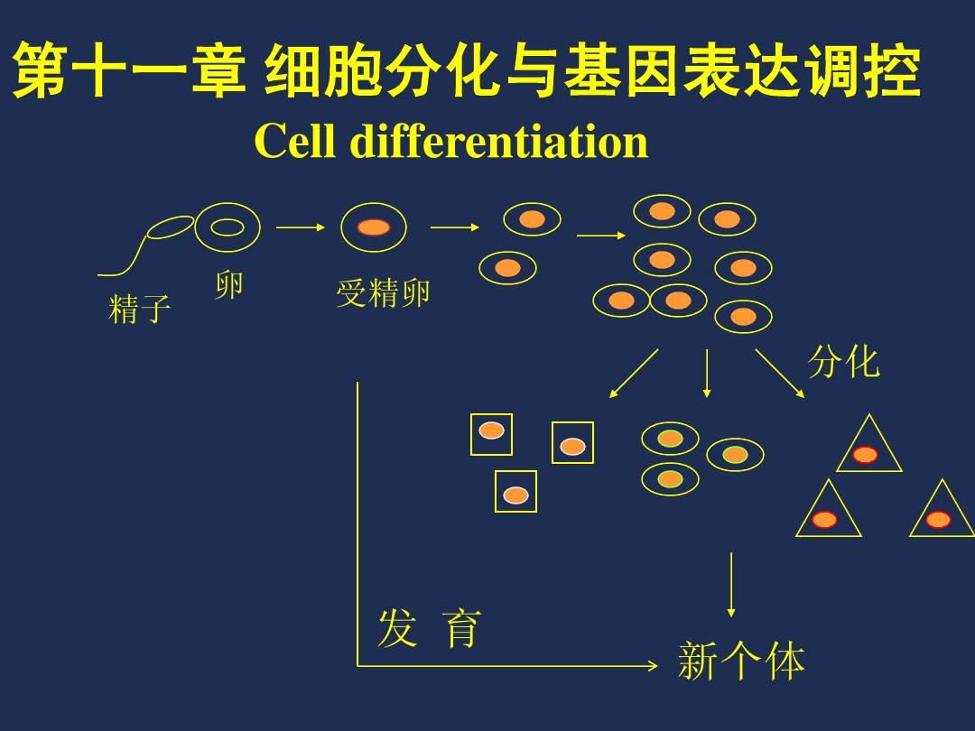 大连工业大学细胞生物学第十一章 细胞分化与基因表达调控