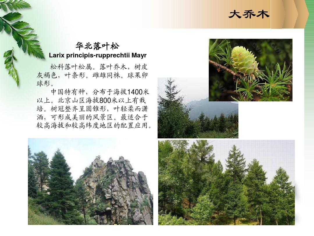 北京地区园林常用大乔木