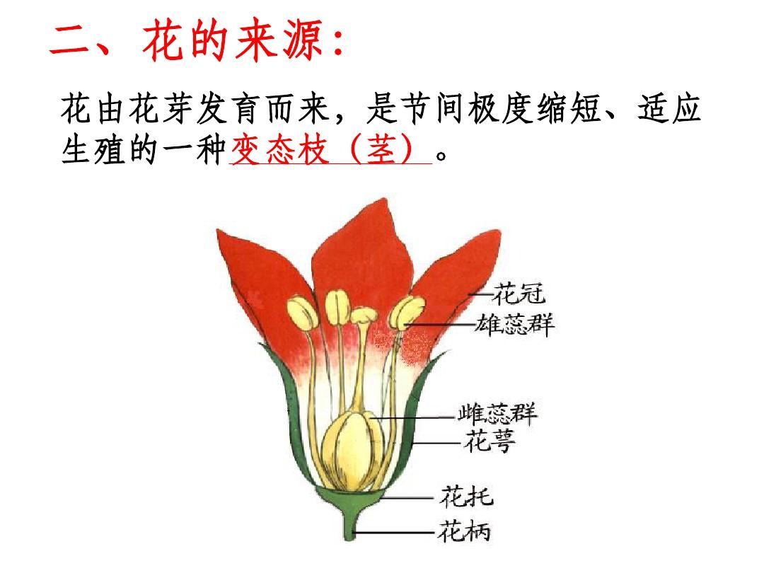 药用植物学完整——花(1)ppt课件