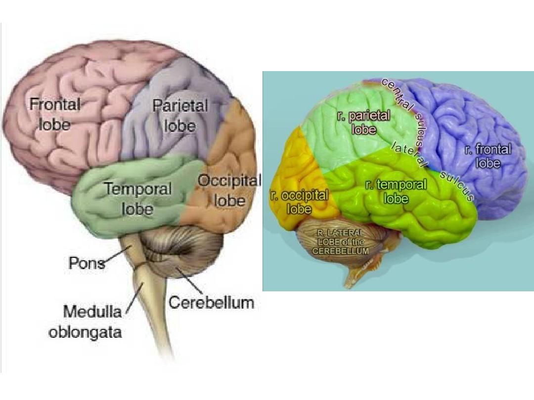神经影像学-MRI解剖-1