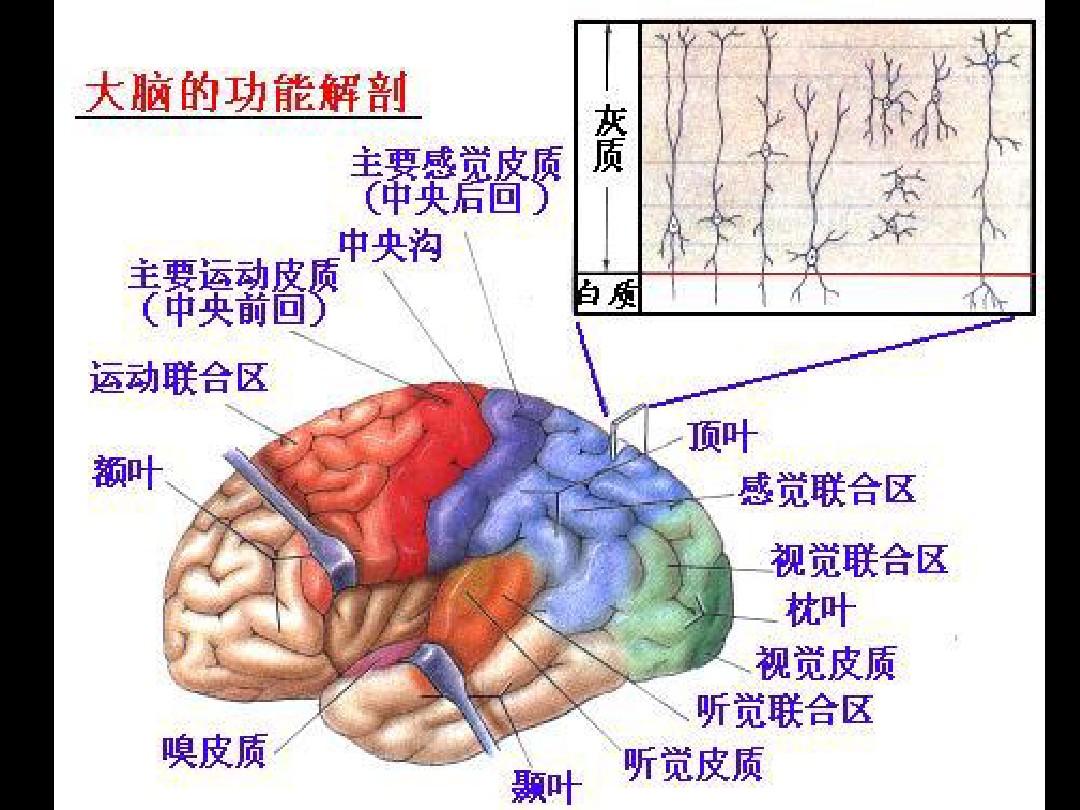 神经影像学-MRI解剖-1