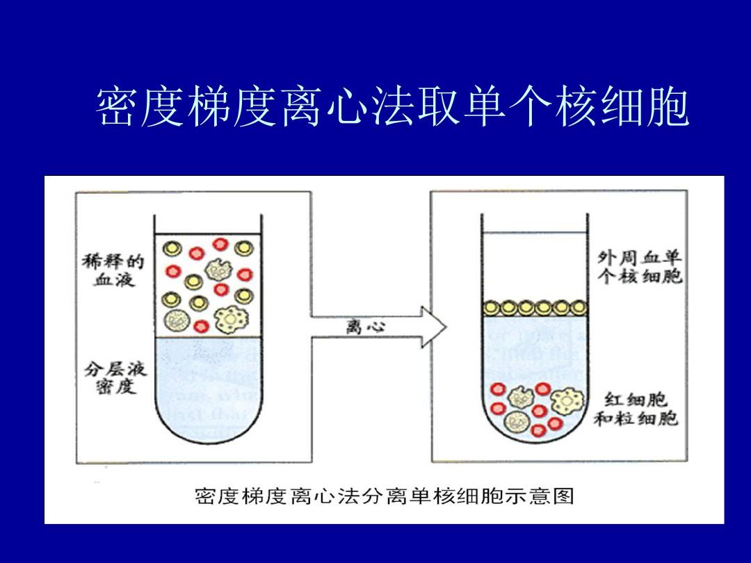 密度梯度离心法取单个核细胞具体方法PPT课件