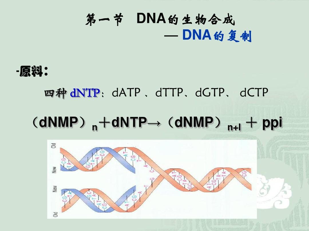 DNA复制、转录、翻译