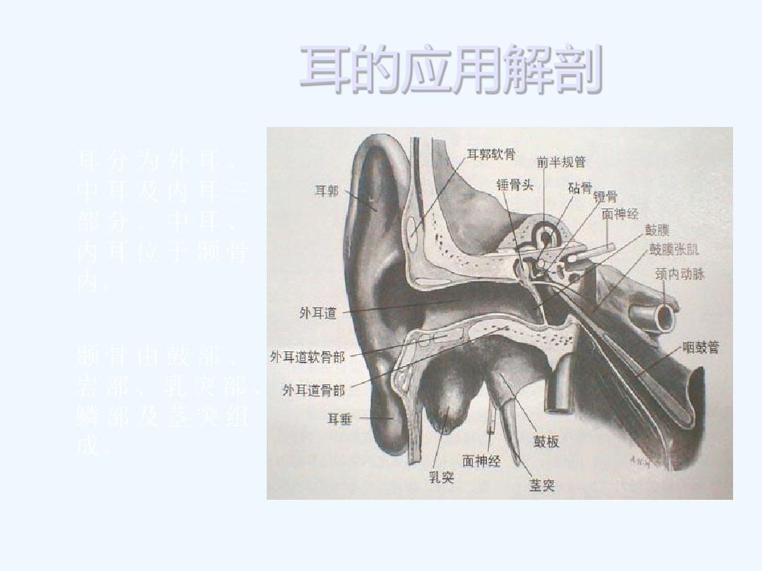 耳的应用解剖与生理