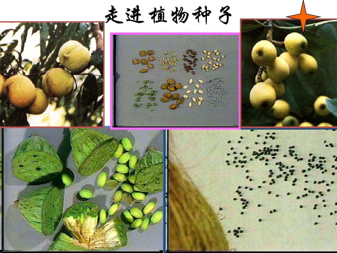 [新课标人教版生物(七上)]3.1.2种子植物(6)