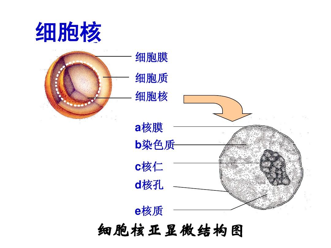 3.5细胞核和生物膜系统
