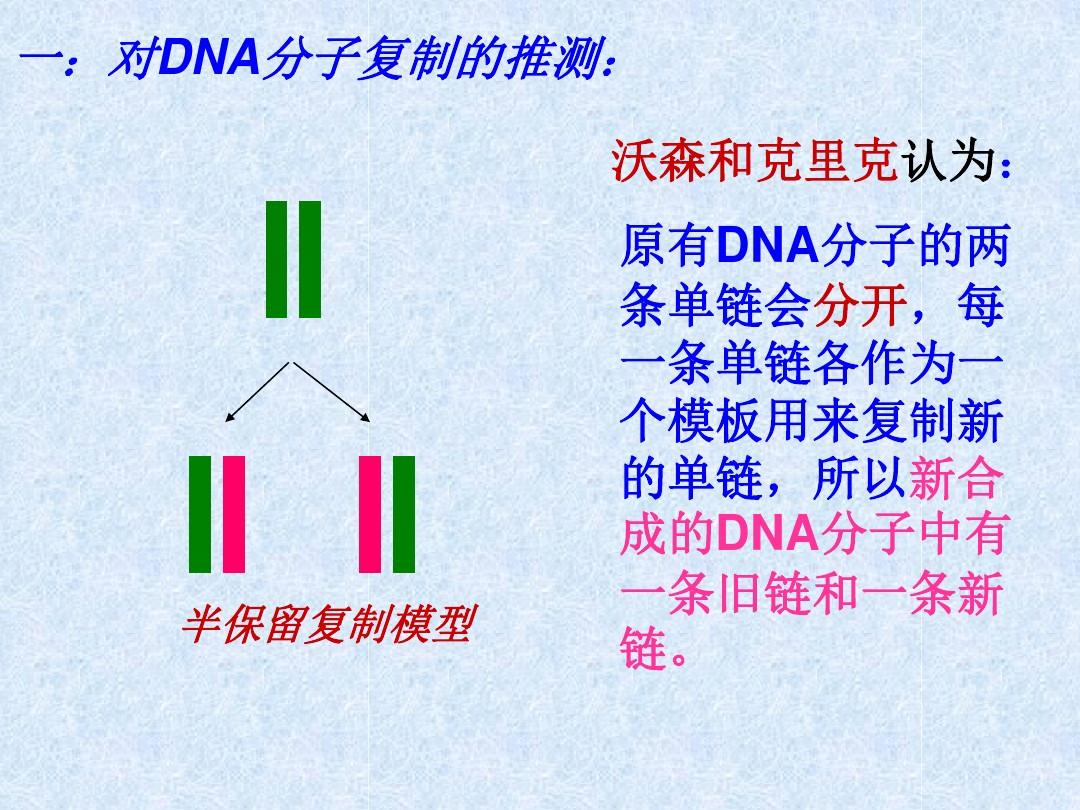 DNA的半保留复制