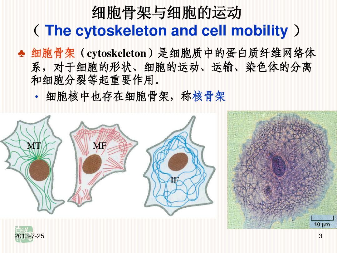 中山大学 细胞生物学 第七章 细胞骨架与细胞的运动 2011