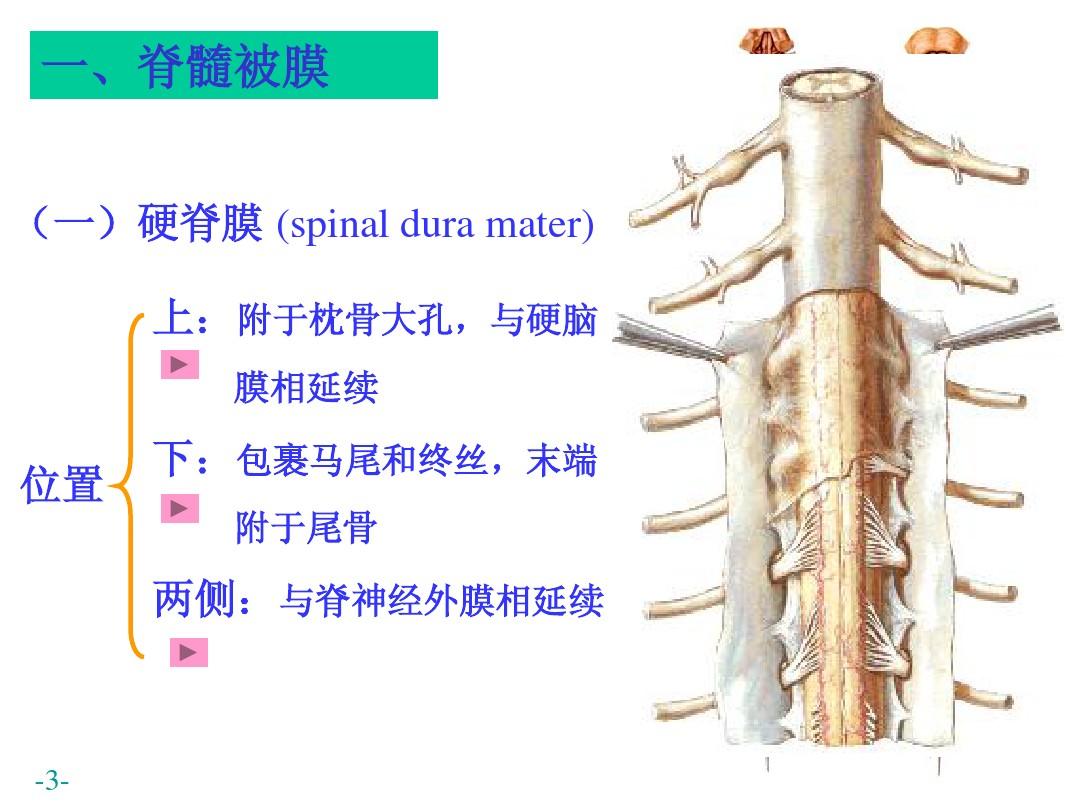 脑和脊髓被膜血管脑脊液循环