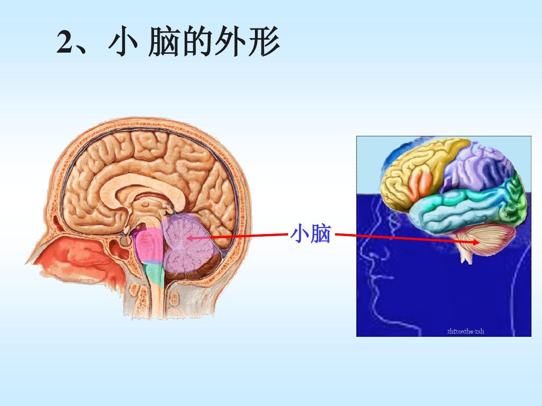小脑、间脑和端脑的外形