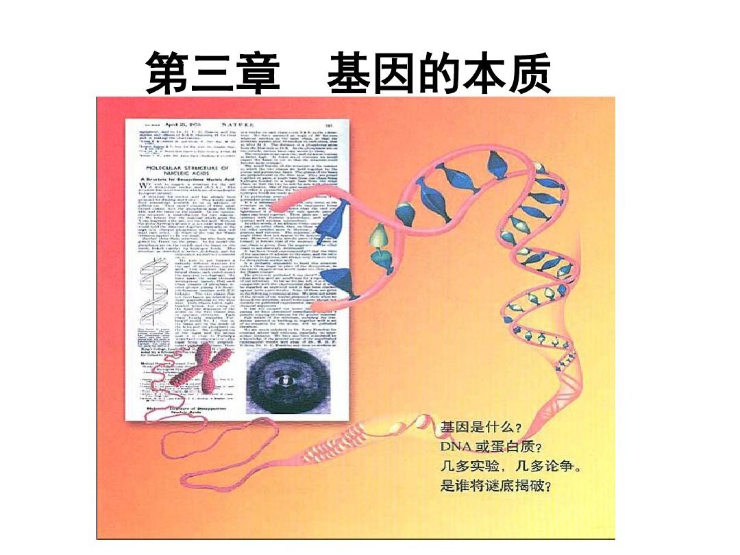 人教版高中生物必修二课件3.1 DNA是主要遗传物质(共37张PPT)