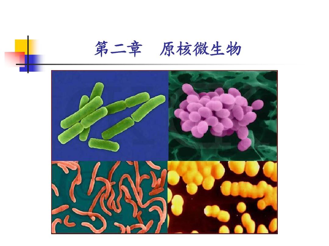 第2章原核微生物-2013-3-4,6 (2)