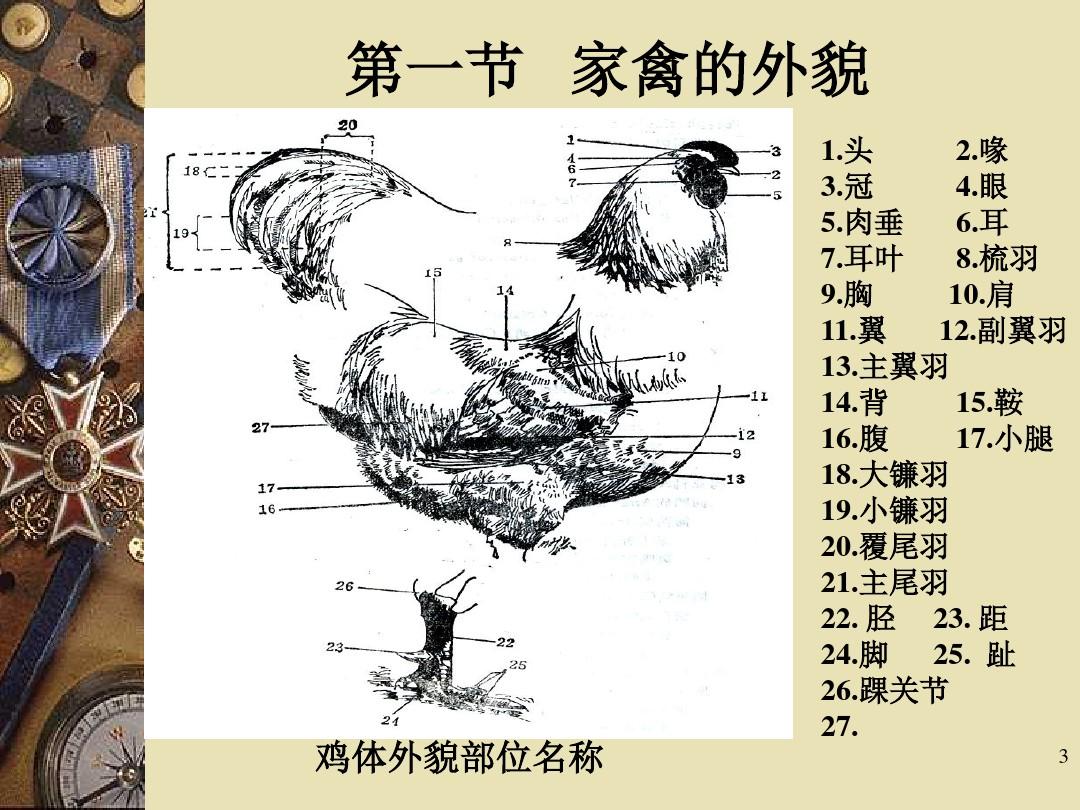 家禽生产学家禽的生物学特性PPT课件