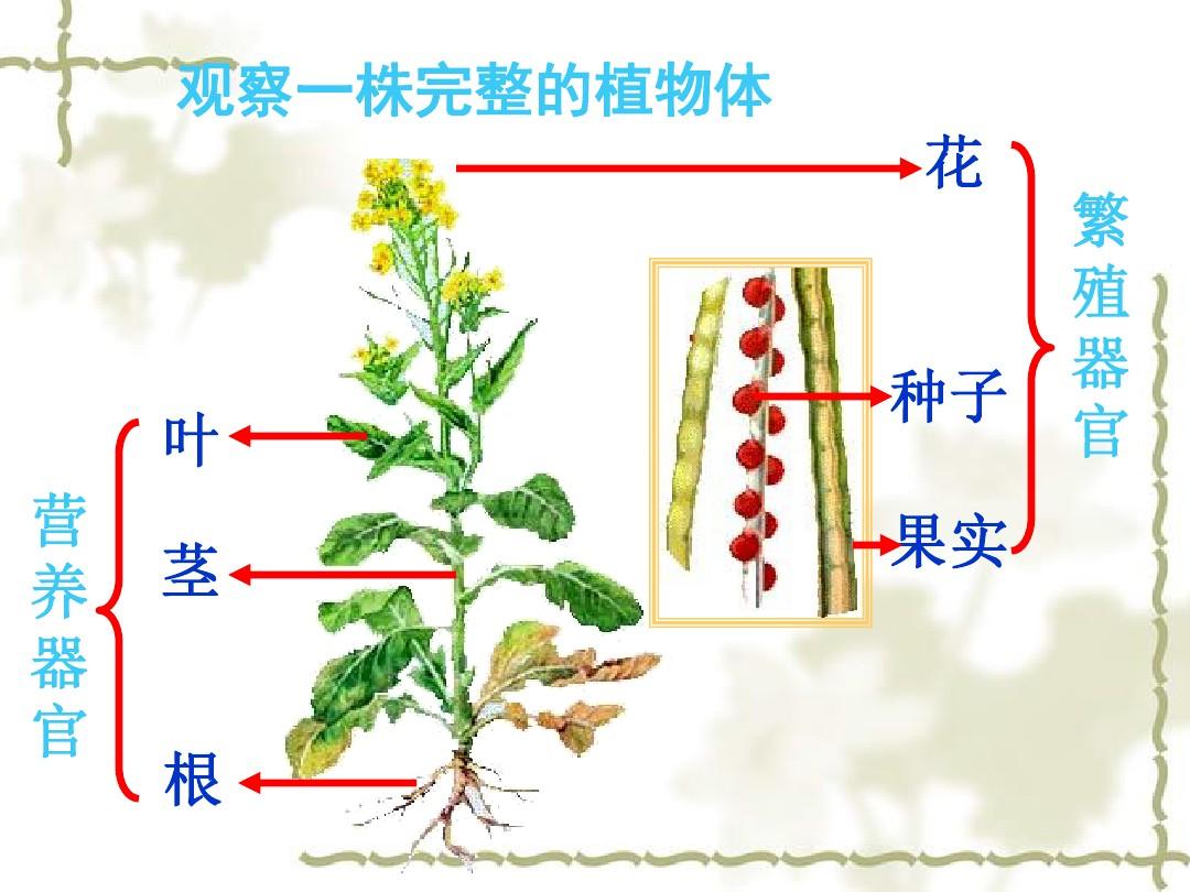 苏科版七年级下生物：(2013年春使用)《第九章 第一节 植物体的组成》课件3