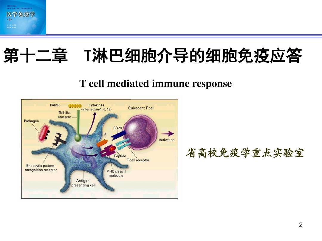 [免疫学]T细胞应答