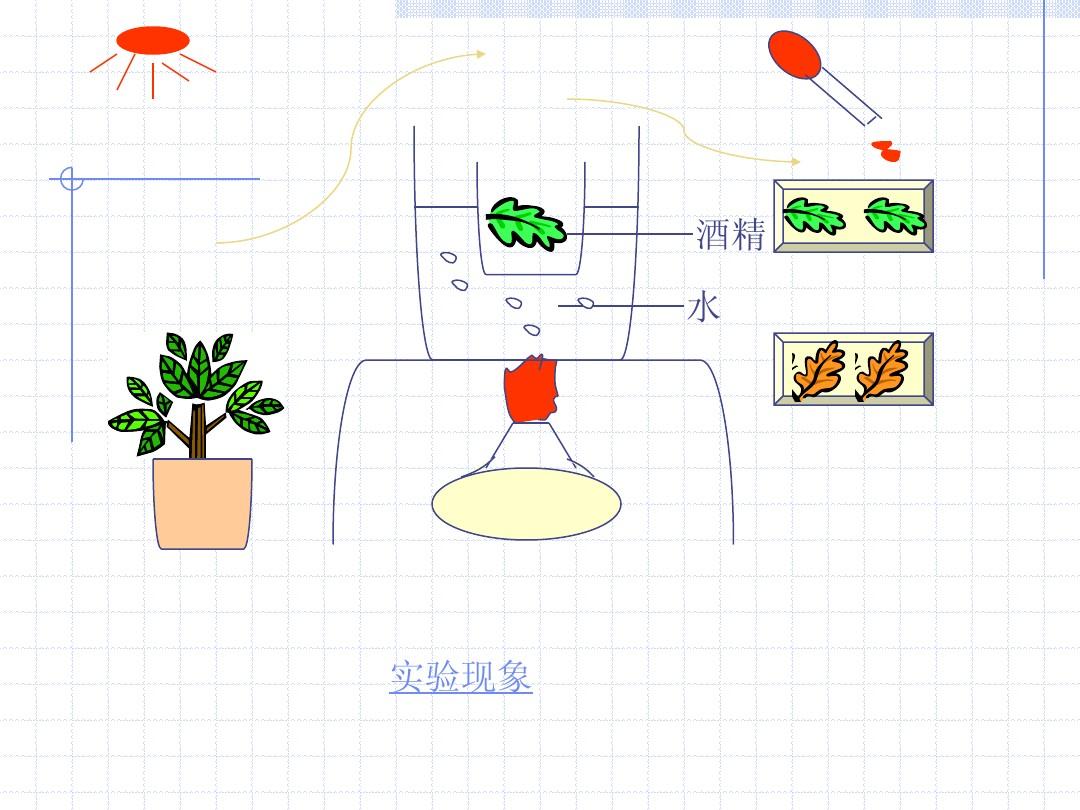 七年级生物 《植物的光合作用》 ppt课件