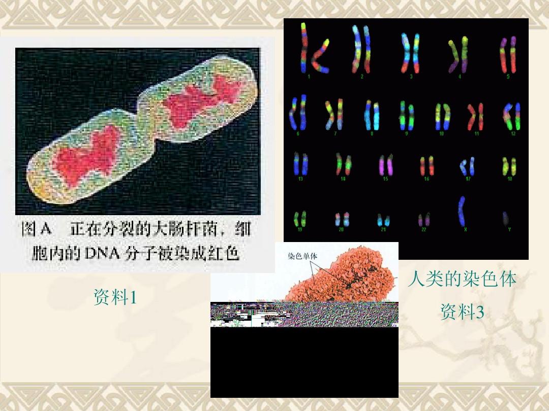 生物：3.4《基因是有遗传效应的DNA片段》课件(新人教版必修2)