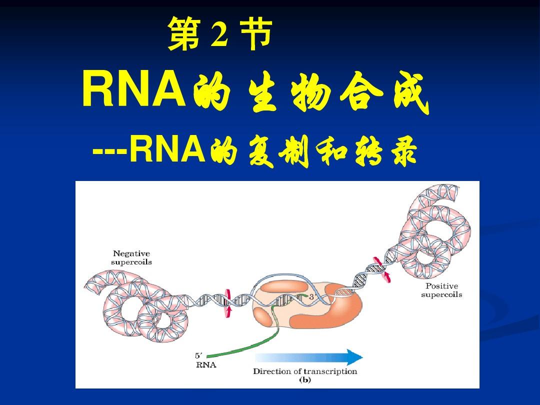 专科(生物化学)第10章RNA的生物合成(转录)