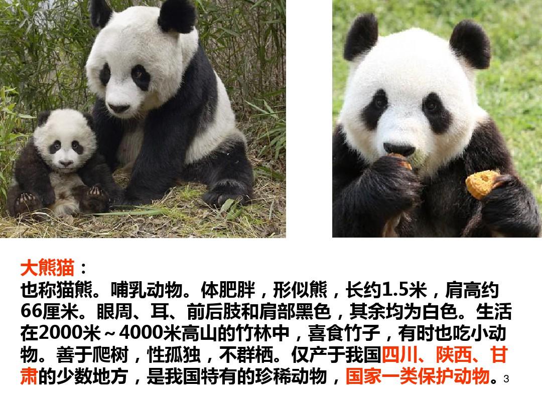 中国珍稀动植物的分布PPT课件