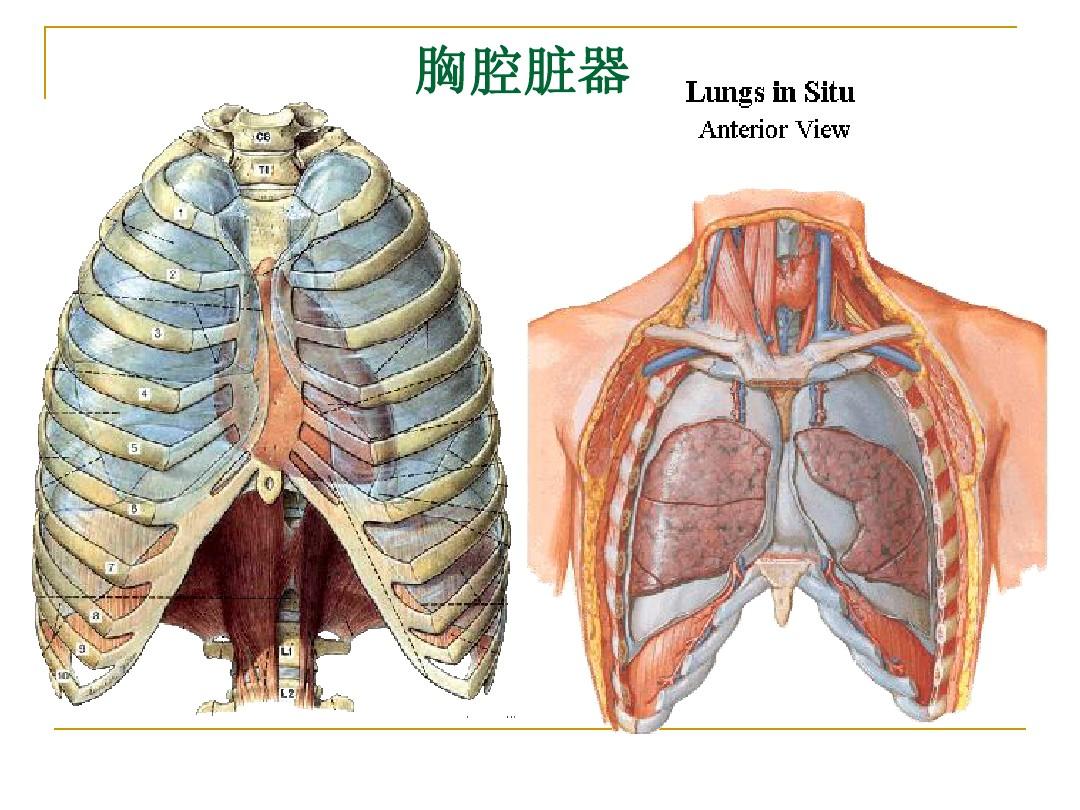 断层解剖(胸部)
